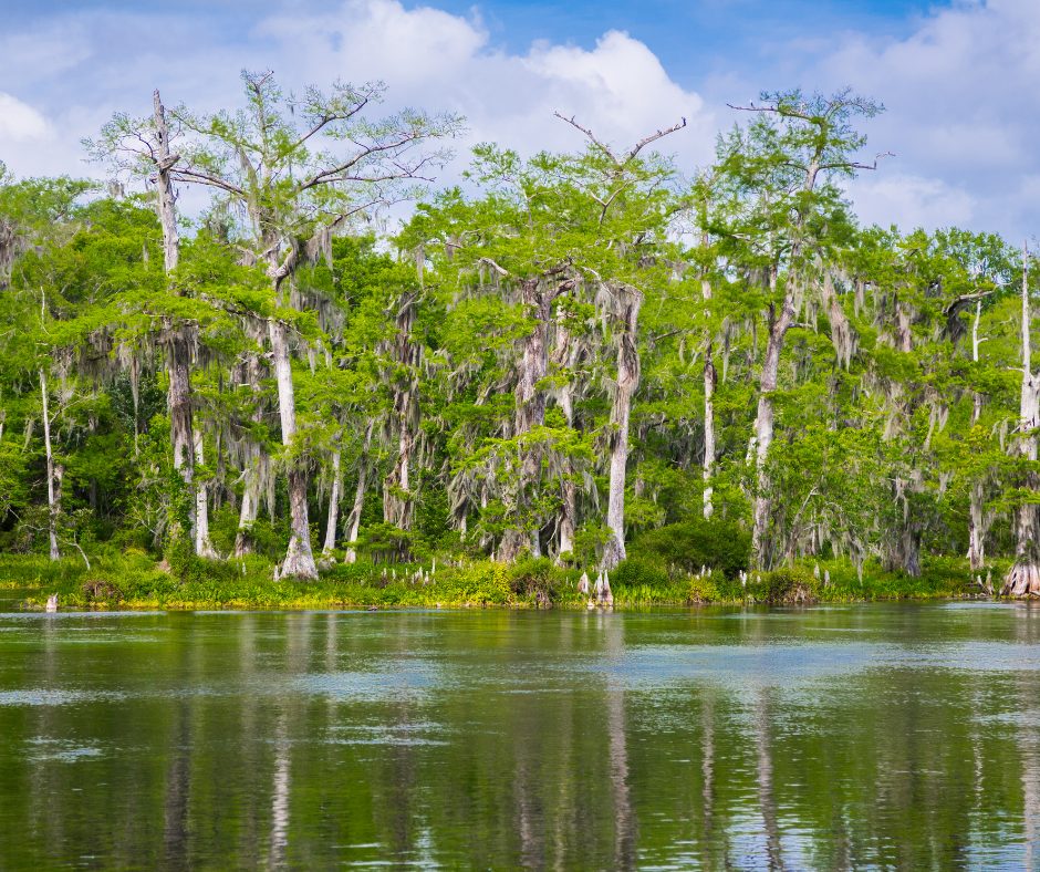 Natural Wakulla County, Florida