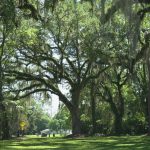 Mature Canopy Trees in Killearn Estates